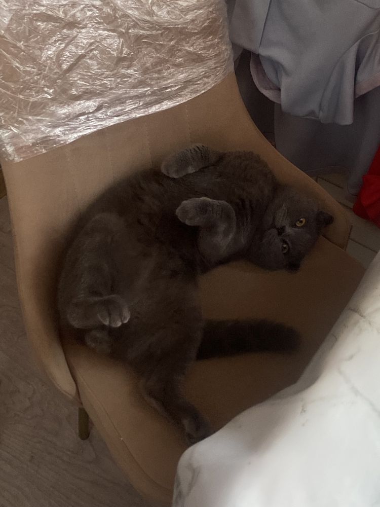 Шотландец по низкой цене