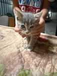 отдам котят в хорошие руки