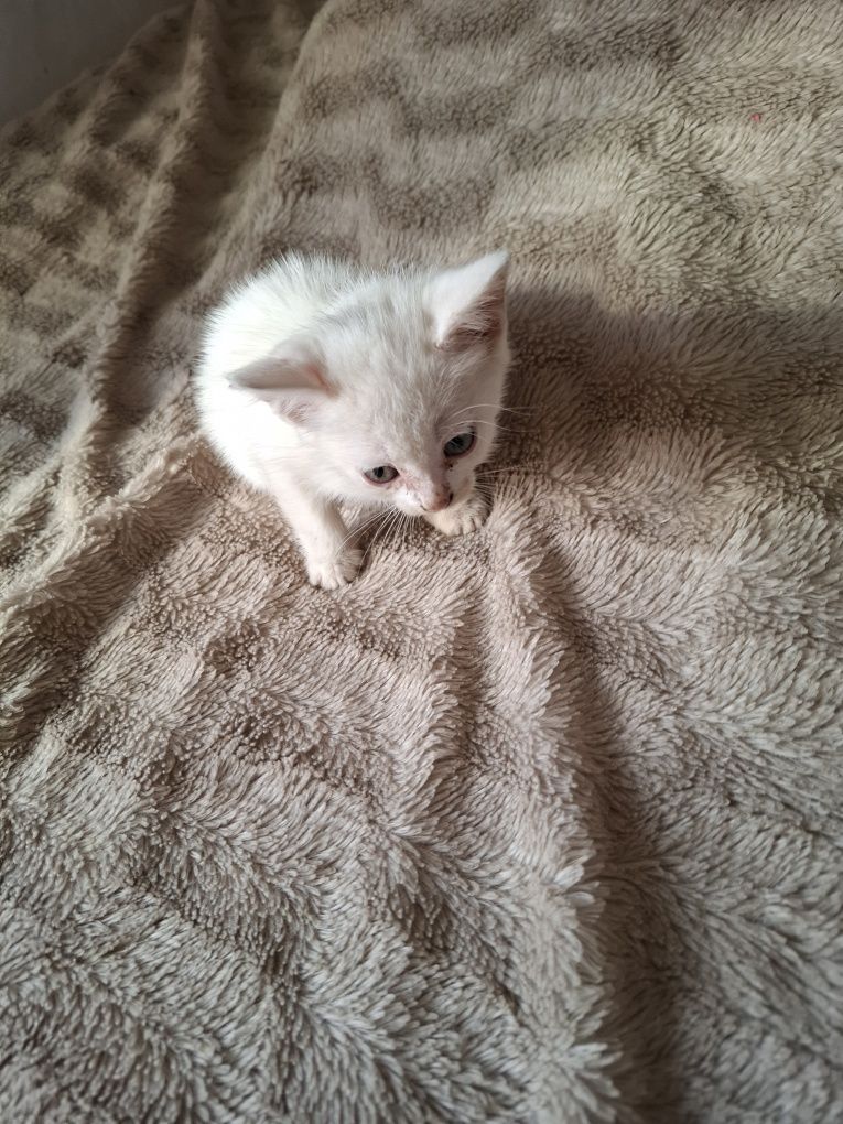 Отдам котят  бесплатно