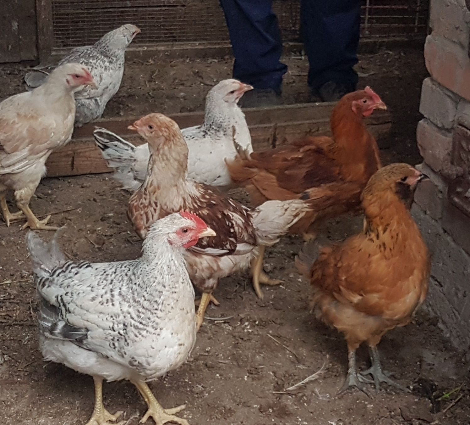 Продам подрощеных петушков