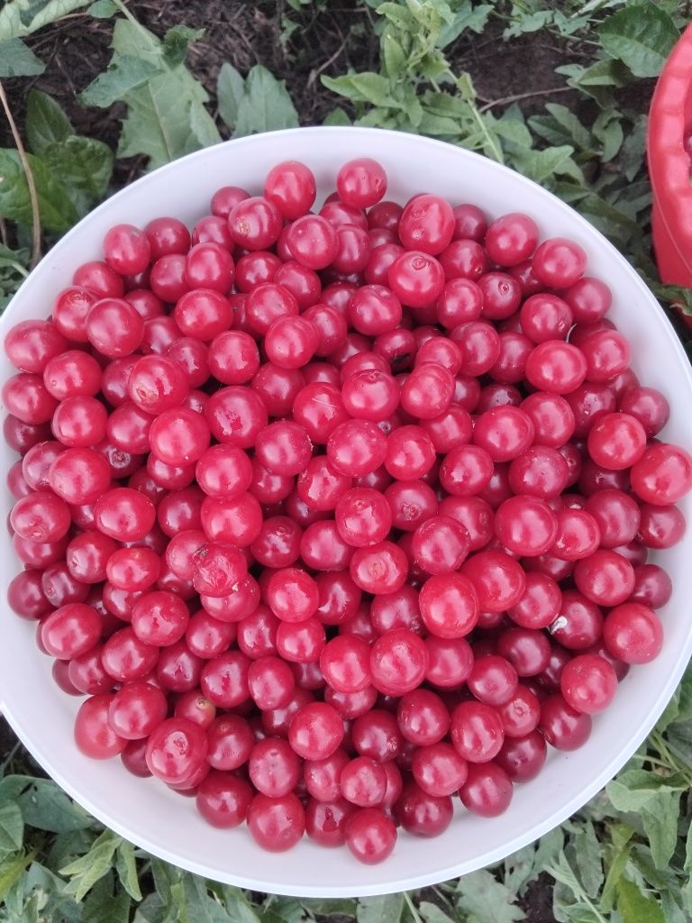 Продам вишню садовую.