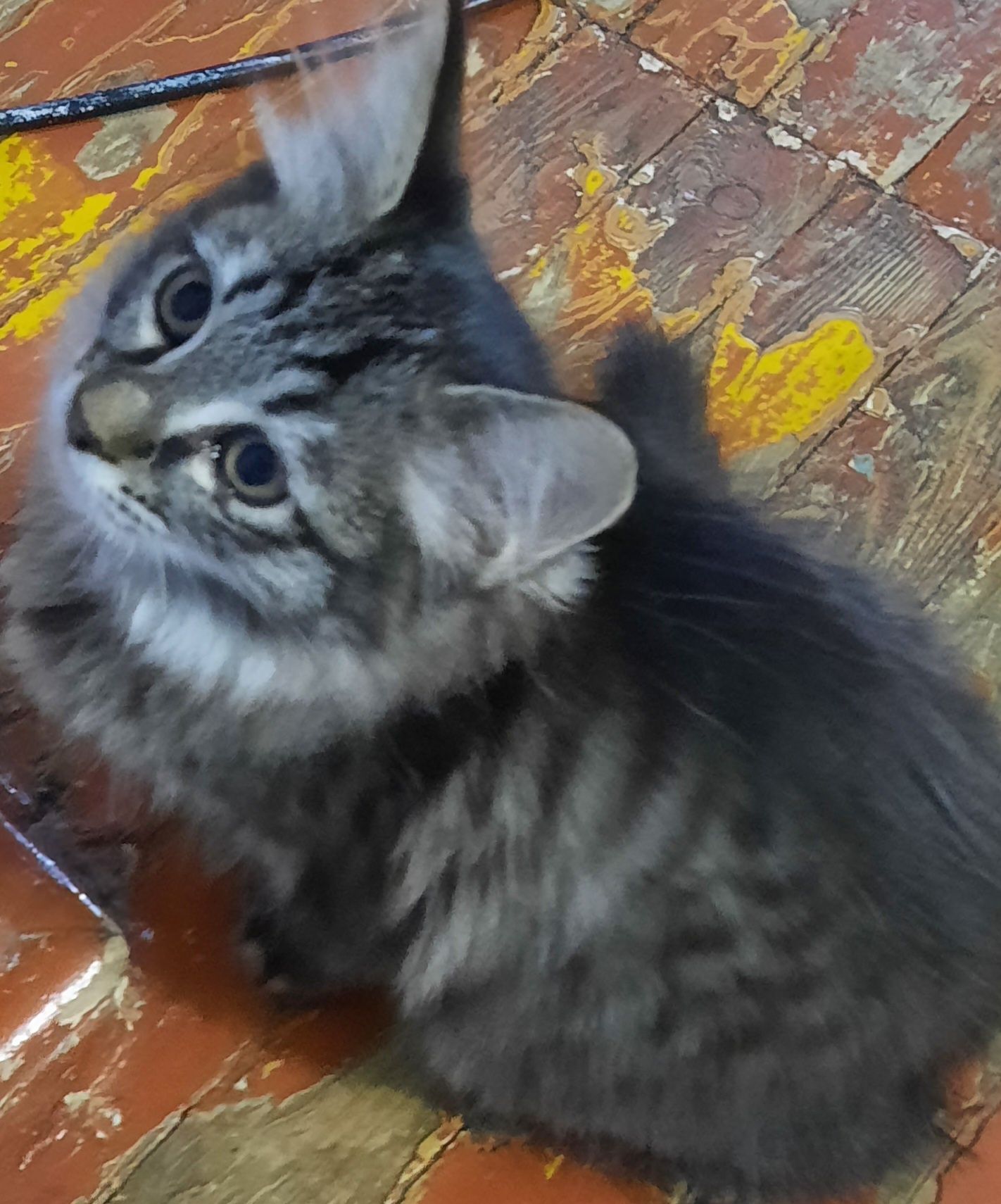 Отдаст котят в хорошие руки ,котята хорошие, игривые, девочки.