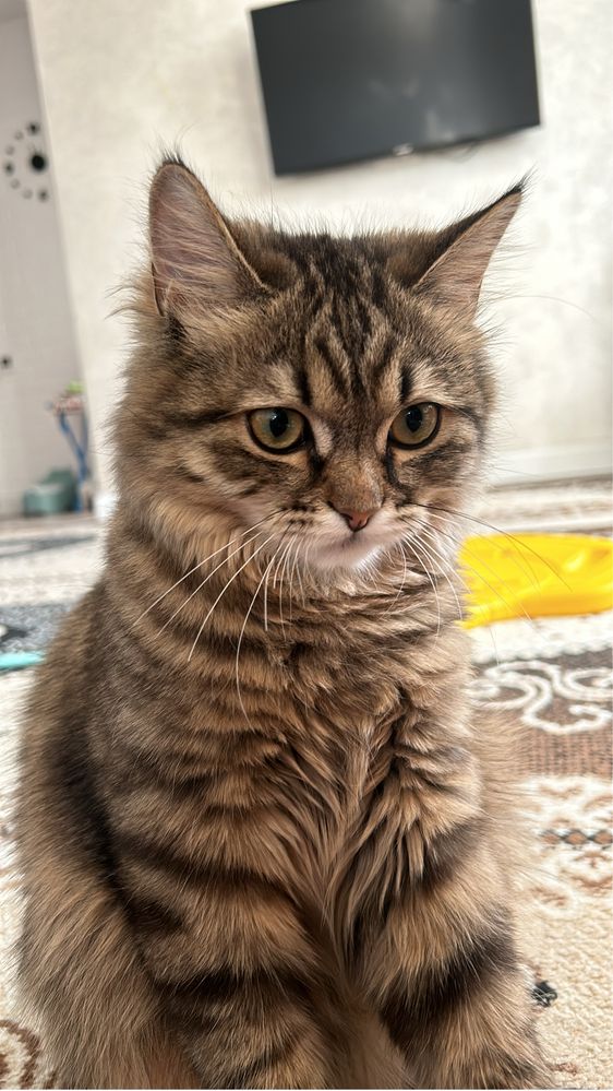 Ищу добрые руки для котика!