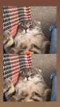 Шотландский вислоухий кот