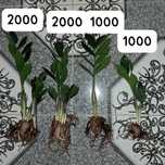 Отростки доллара