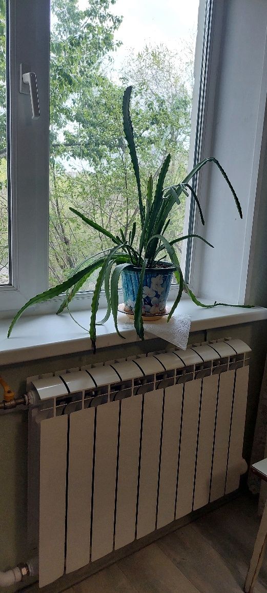 Эпифиллиум продаю