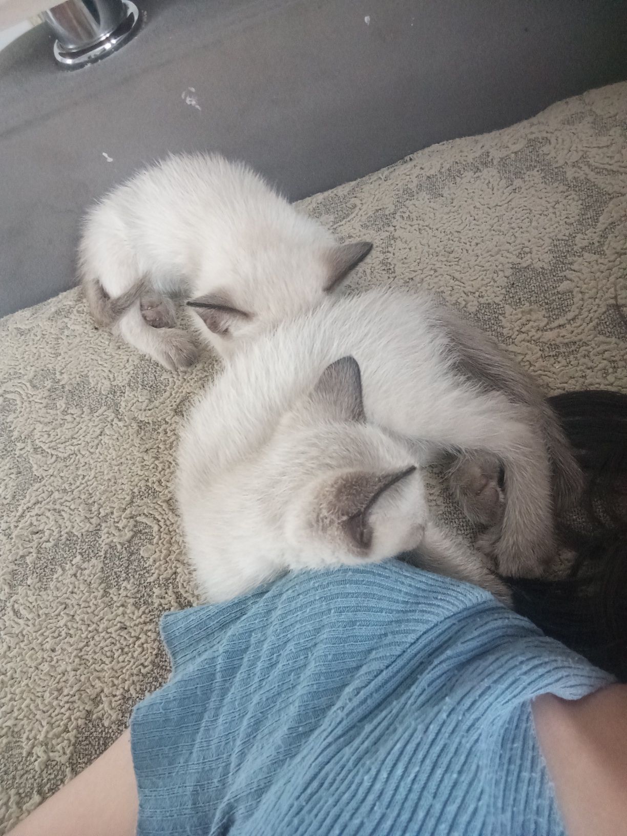 Сиамская кошка 4 месяца