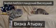 Шотландский вислоухий /Скотиш Фолд. Вязка. Ищет невест.