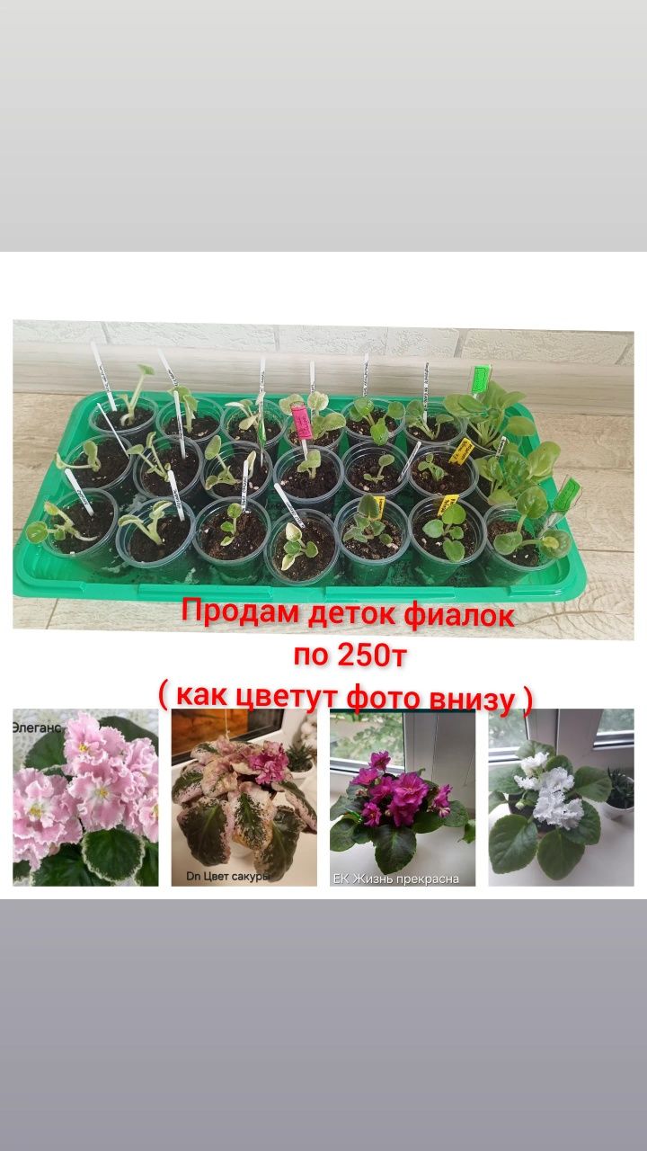 Продам цветы комнатные