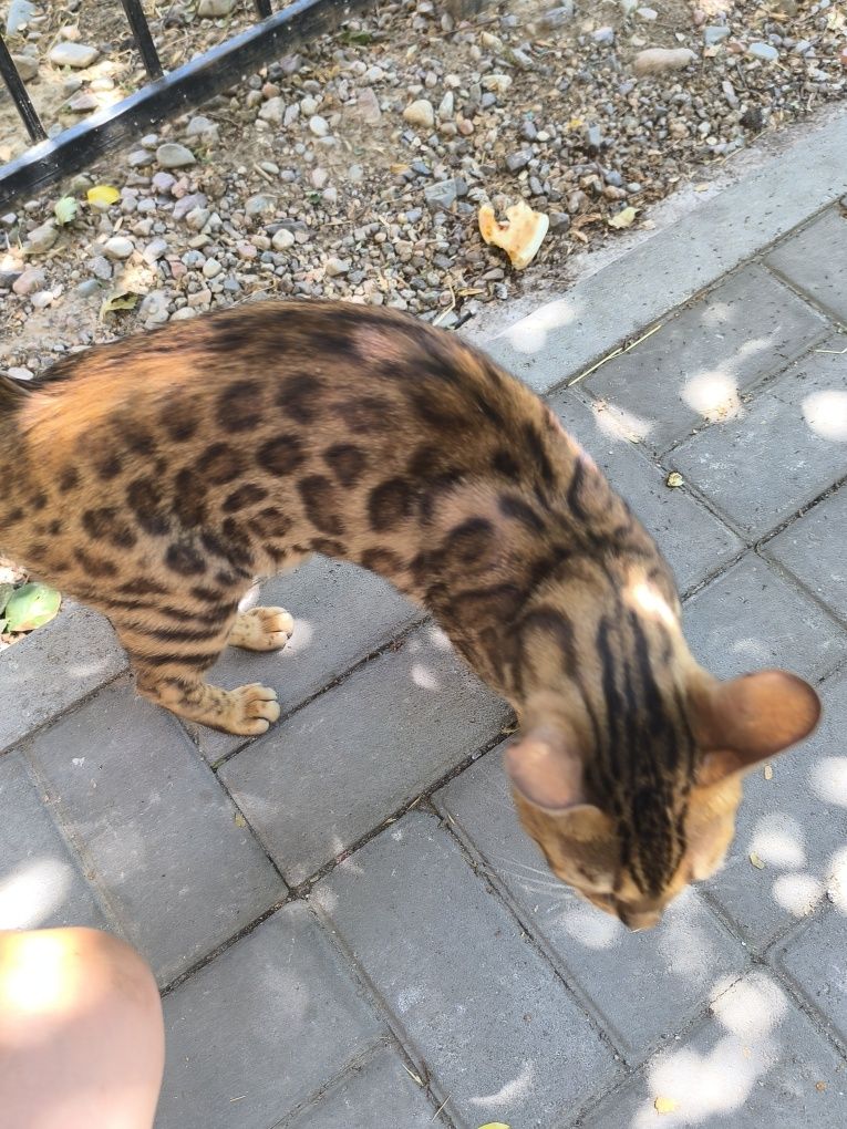 Кошка Toyger тигровая кошка