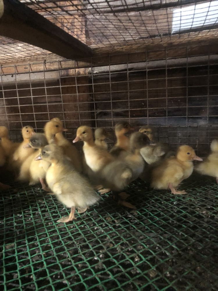 Продам башкирских утят