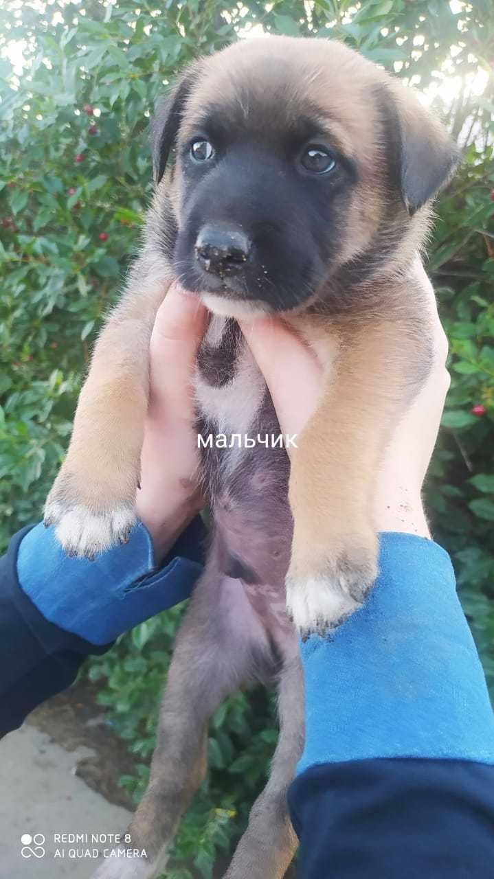 очень милые щенята