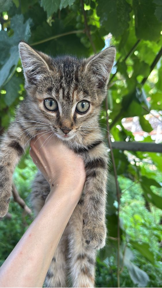 Отдам бесплатно котят! Мысық тегін беремін!