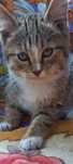 Котята от кошки мышеловки
