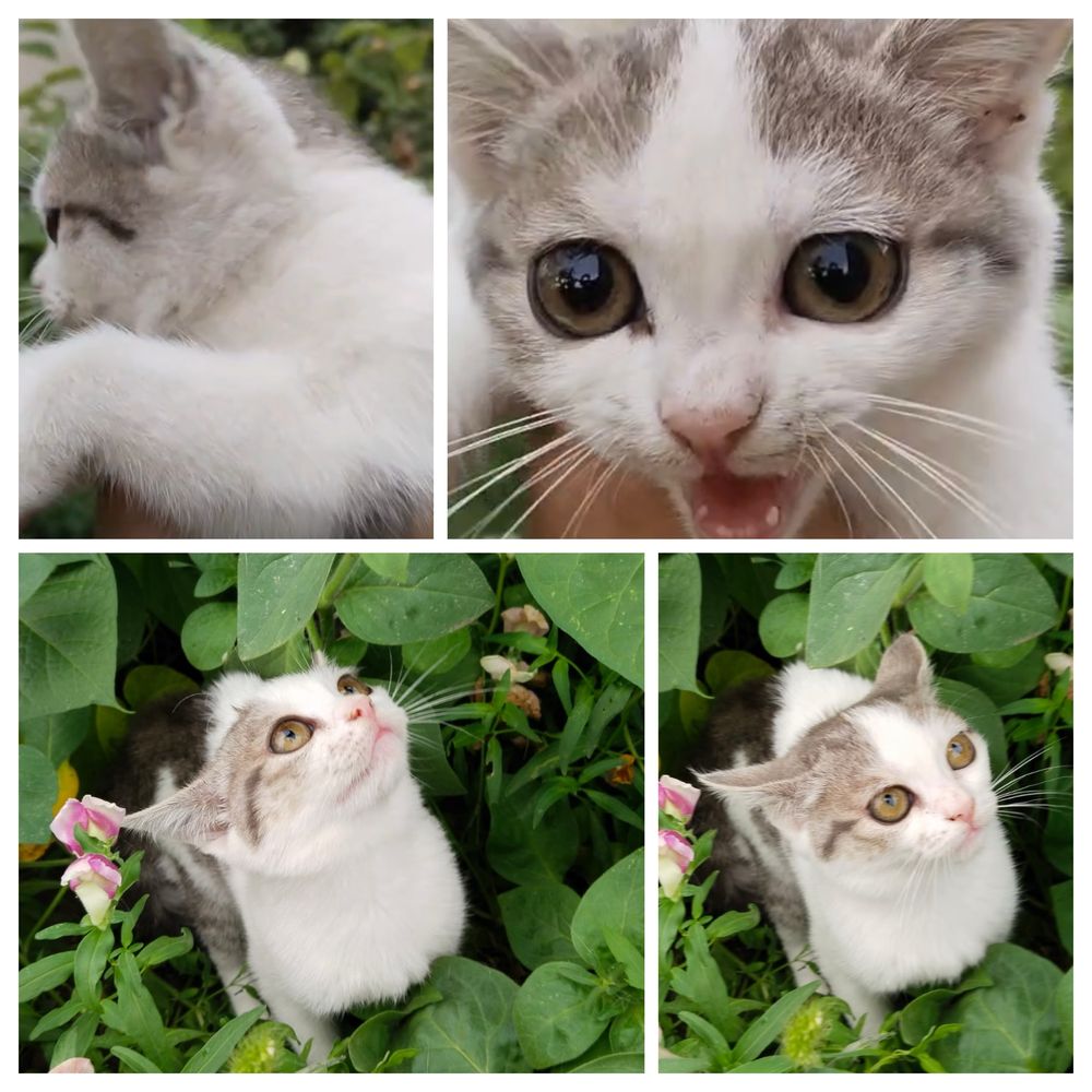 Кошка Котенок девочка поисках дома ! Костанай ! Привезем !
