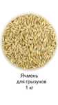 Продам ячмень для грызунов
