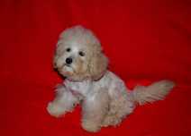 Элитные щенки Мальтипу (Maltipoo) F1  !