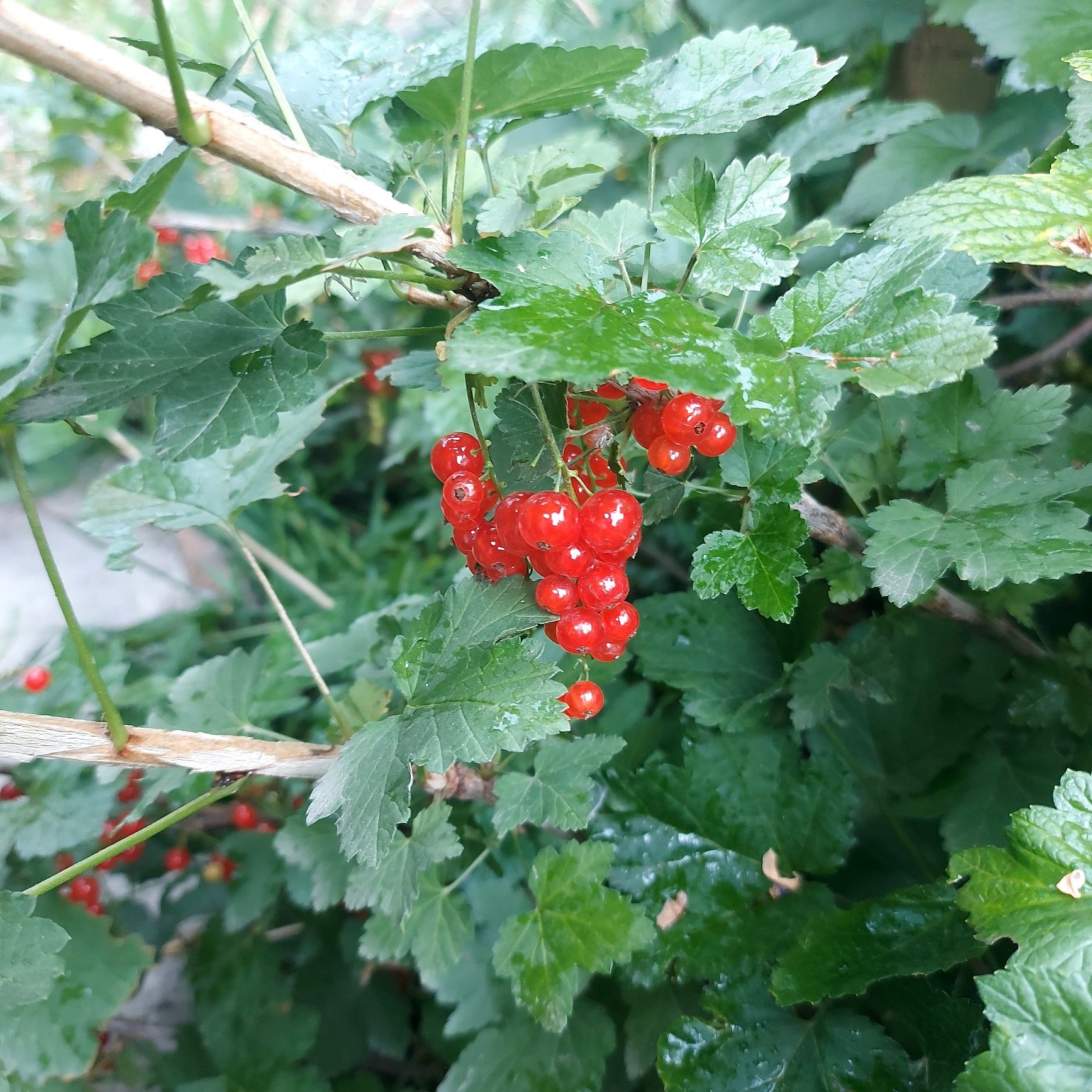 Смородина красная