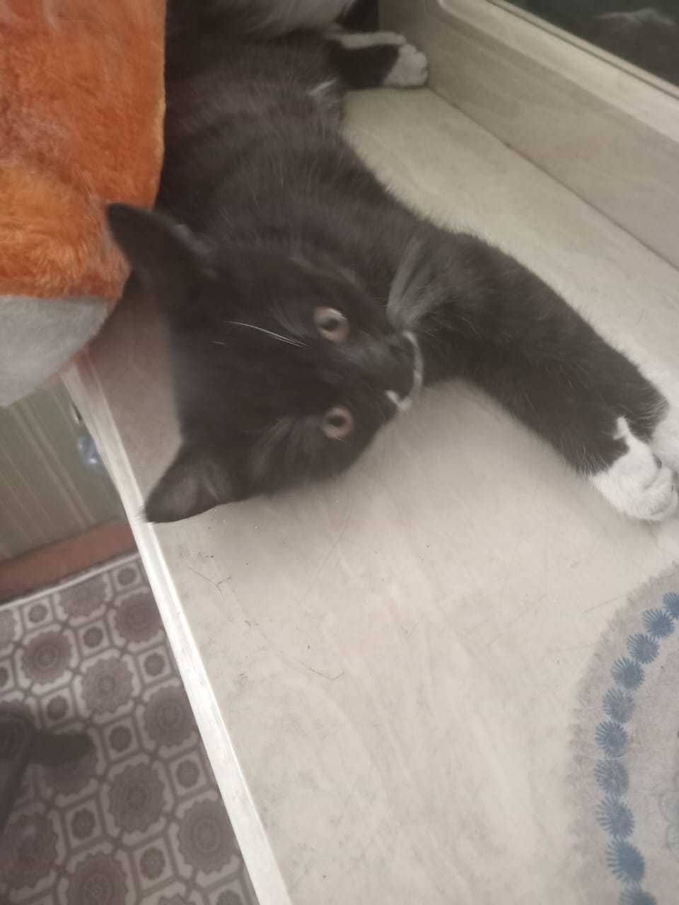 Котенок в хорошие руки