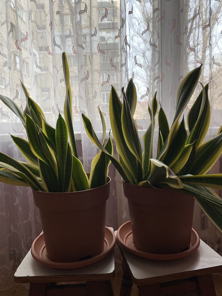 Продам домашние цветы Сансиеверия