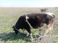Продам двух коров хорошей породы