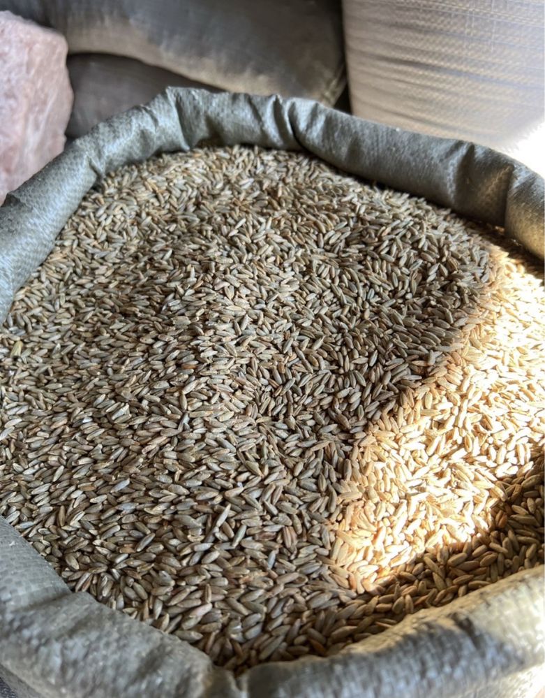Продам рожь свежий урожай