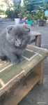 Котенок шотландский вислоухий помесь