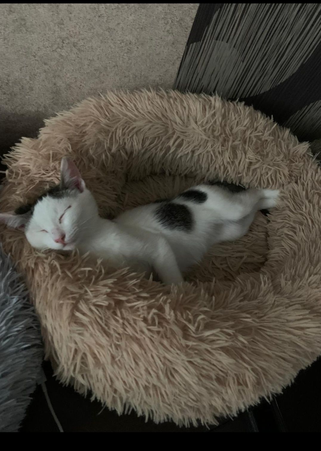 Котята бесплатно