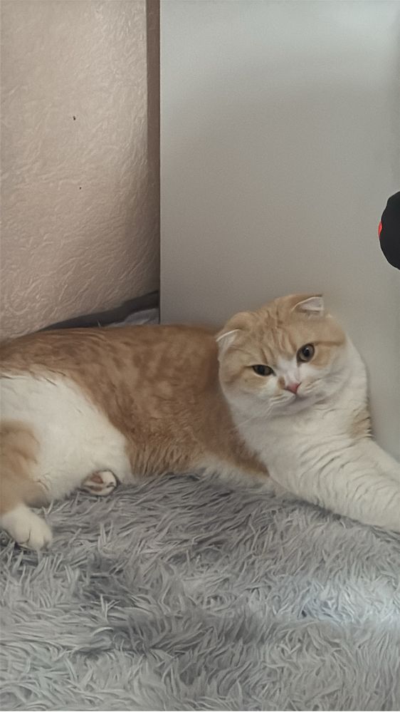 Отдам в добрые руки , шотландская, вислоухая, 2 годика
