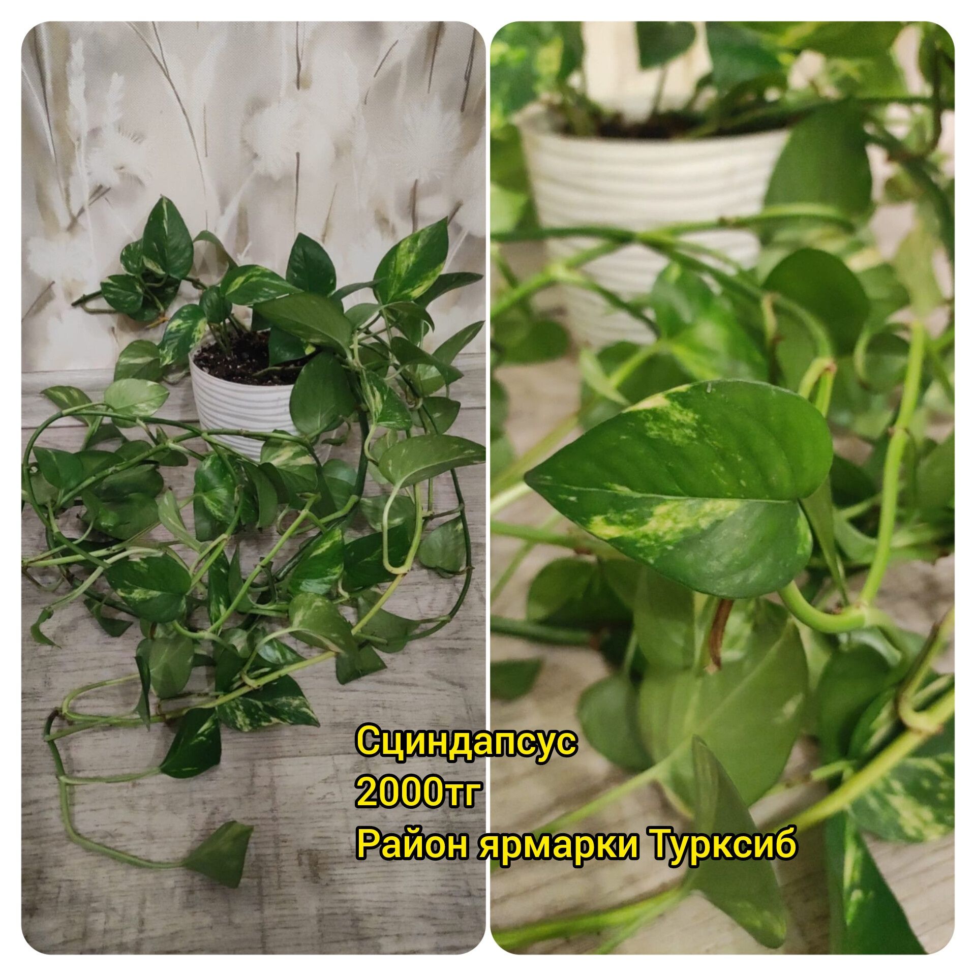 Продам комнатные растения (фикус Бенджамина, хлорофитум, сциндапсус)