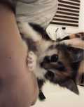 котёнок девочка отдам в добрые руки