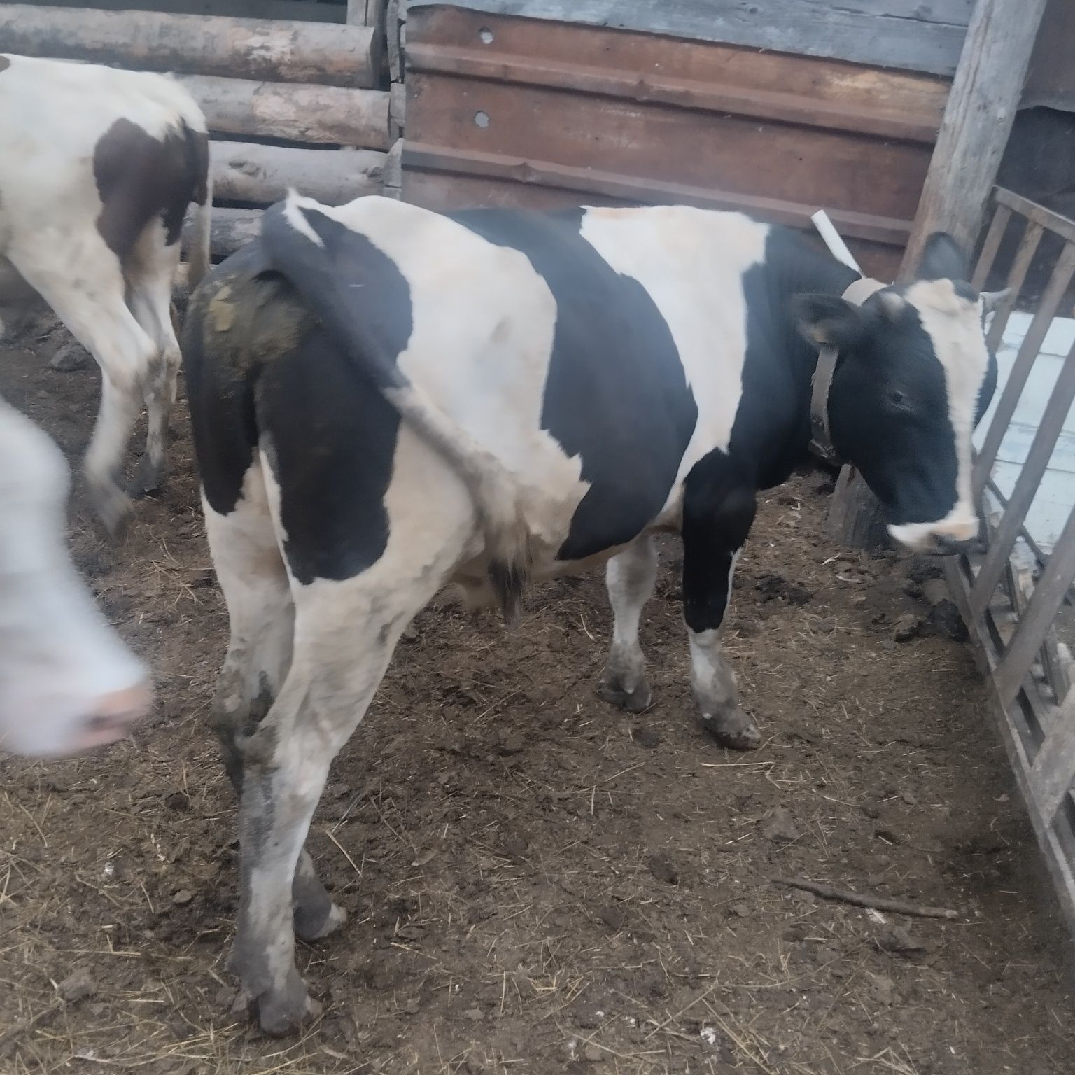 Продам быков 2 головы.