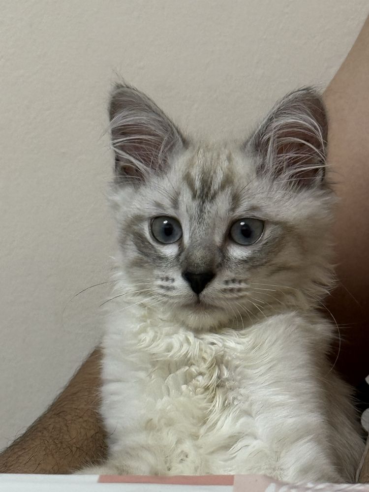 Отдам котёнка в добрые руки — 15 000 ₸