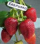 Расада клубники-Ферулы-Малины.Оптом Альбион Калифорния Кабрилло Клери!