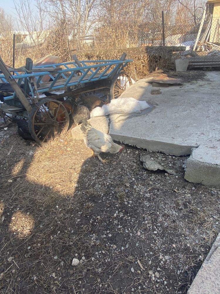 продам петухов зрелых