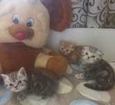 Шотландские котята