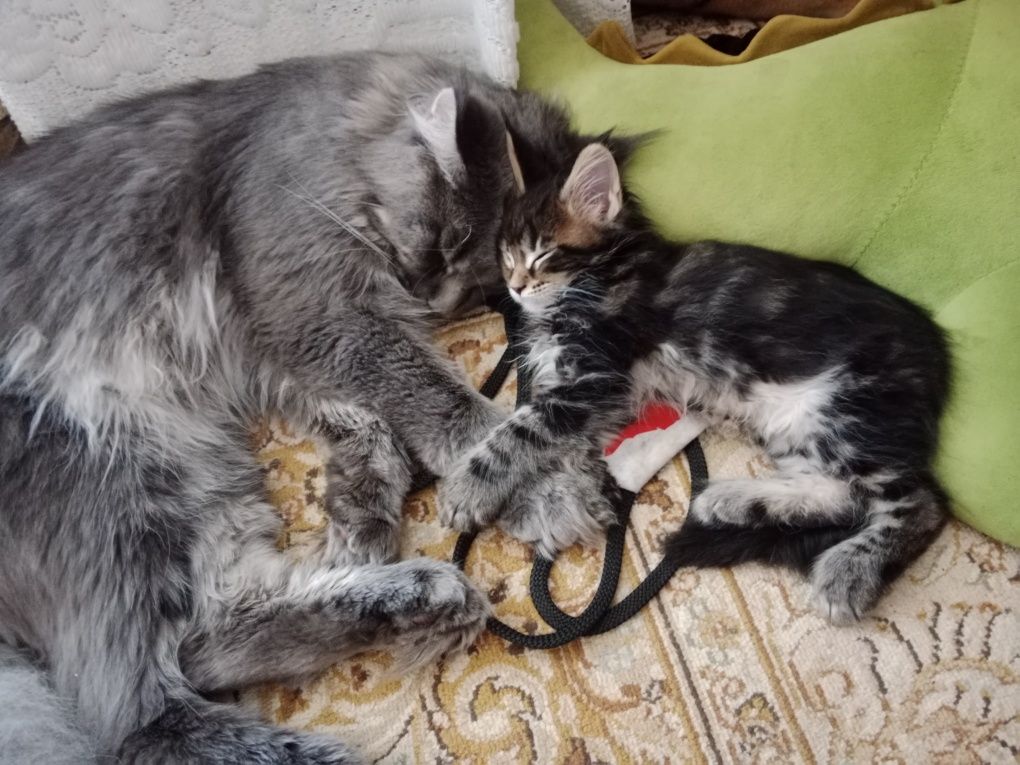 Кот Мейн-кун на вязку