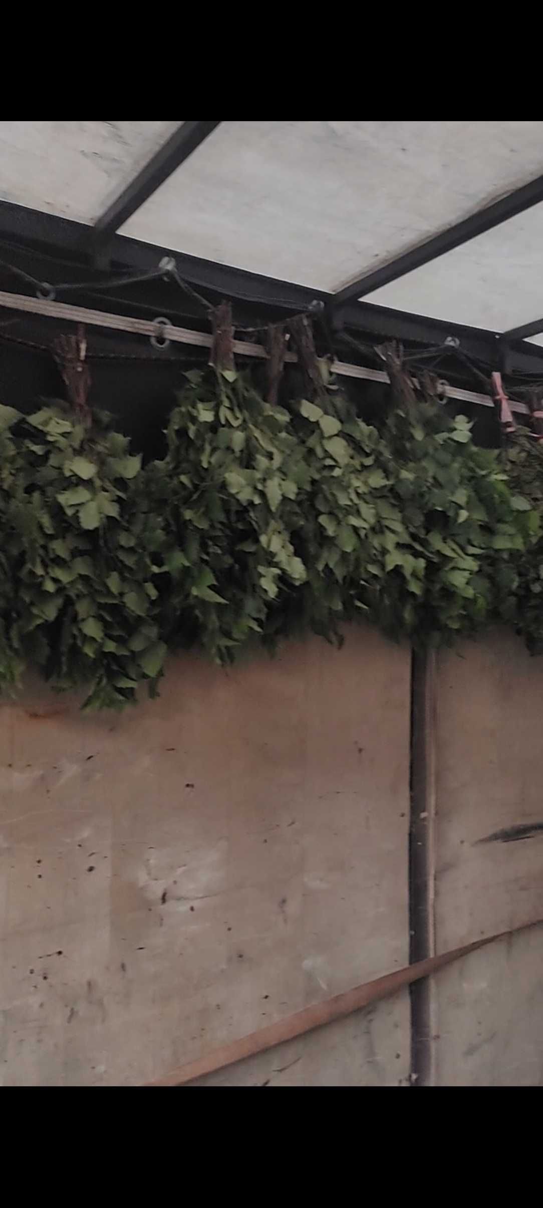 Продам Березавые веники есть масло пихтовое