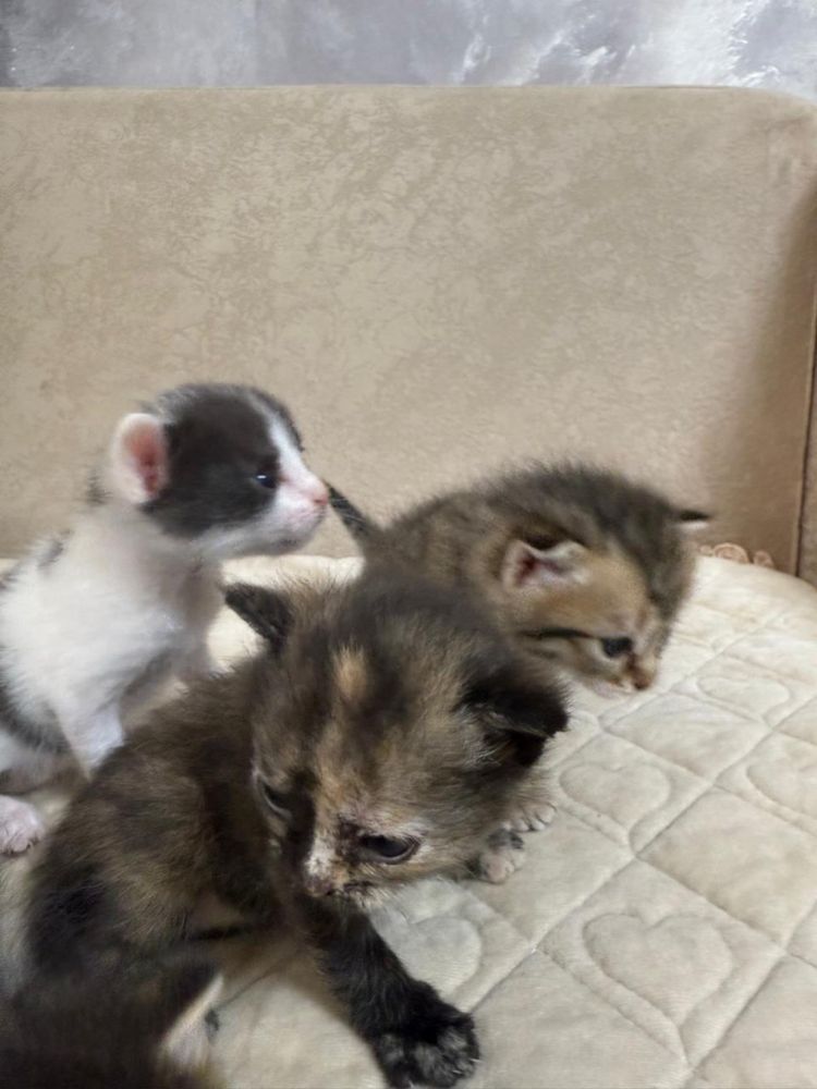 Отдам котят в добрые руки