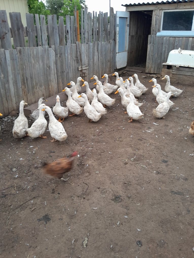 Продам уток живьём