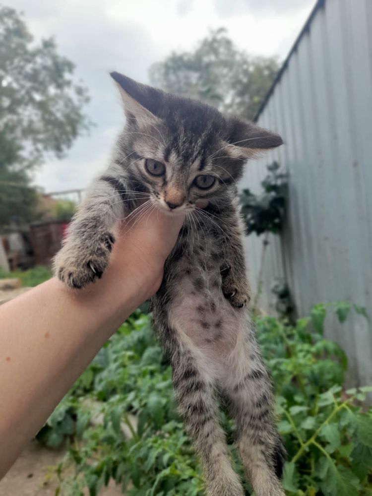 отдам котят в добрые руки