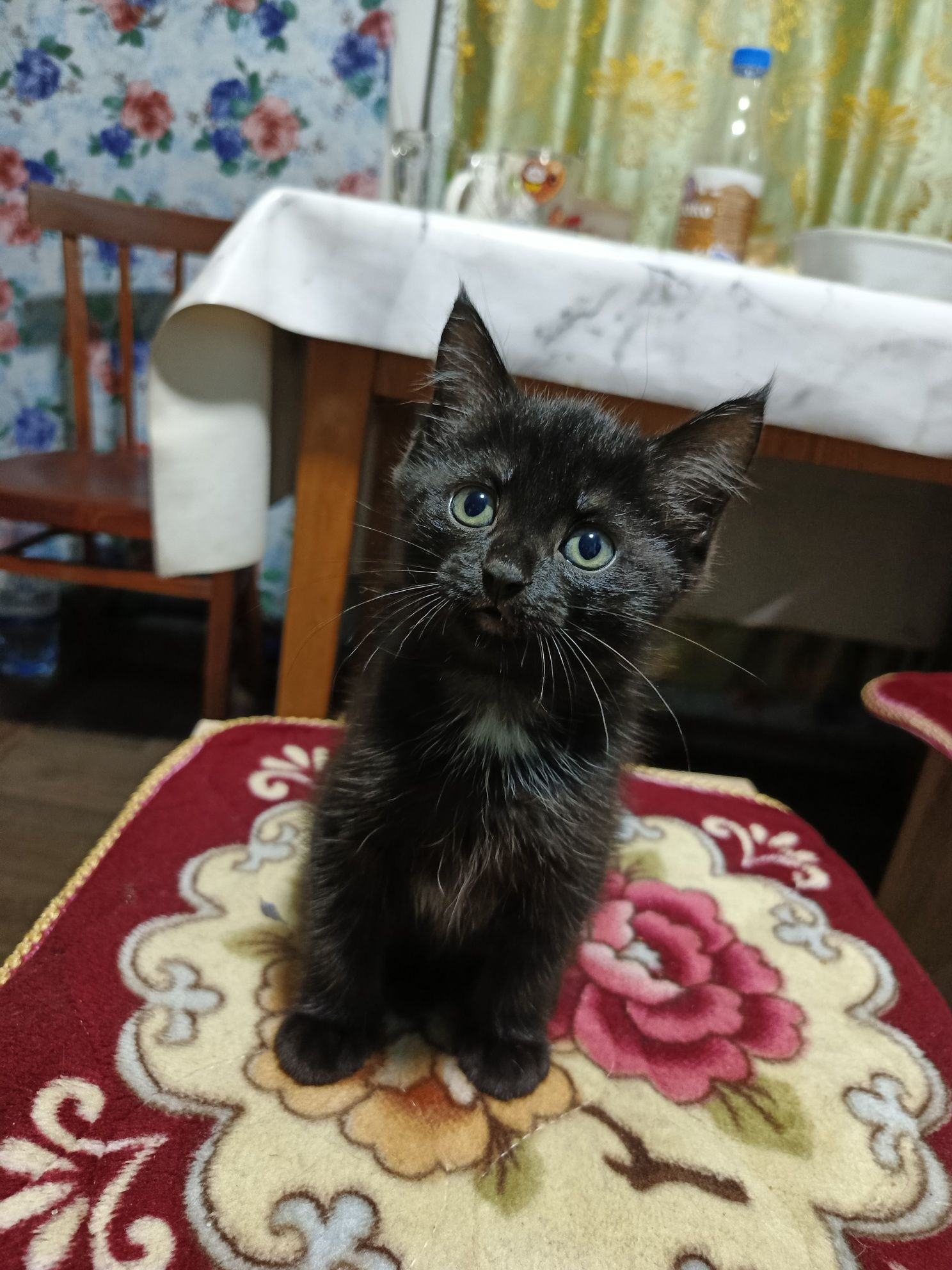 Отдам котёнка девочка