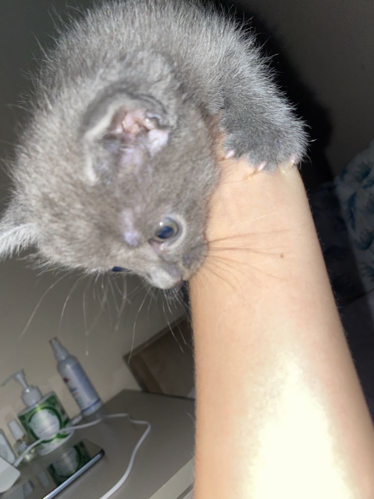 Котик, 2 месяца. Пол не знаем