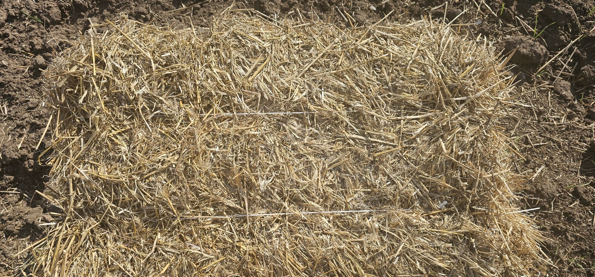 Продам ячменную солому 2024 года