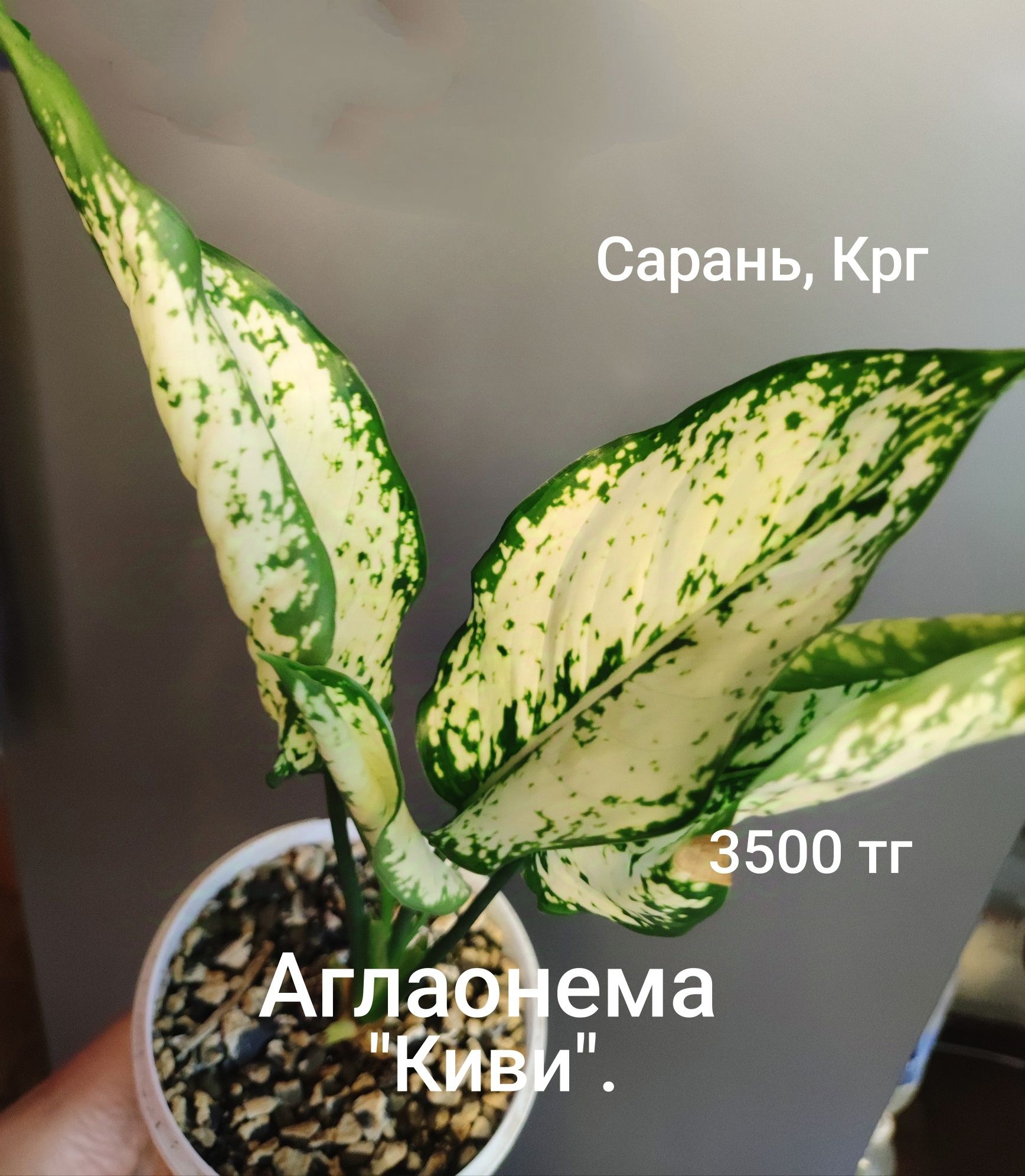 Аглаонема аглаонема