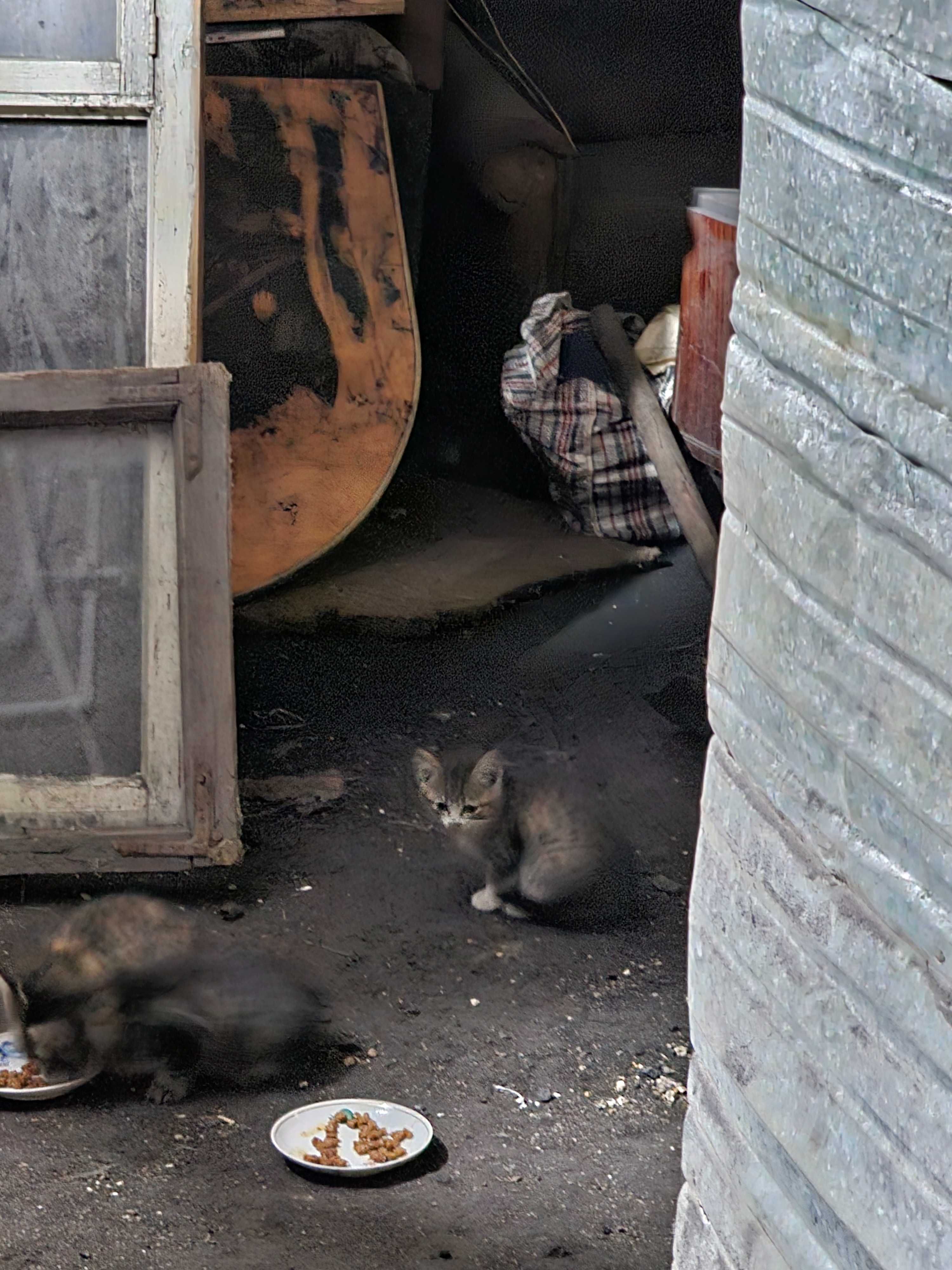 Отдам котят в хорошие руки