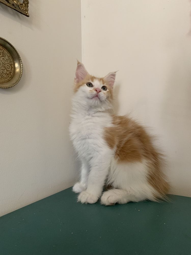 Котята мейнкун с родословными