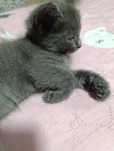 Ласковый котенок