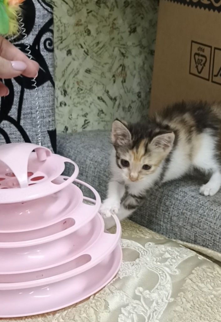 Отдам милого игривого котёнка!