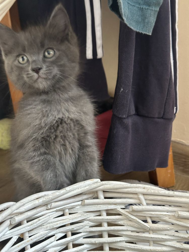 Отдам котёнка 1,5 месяцев